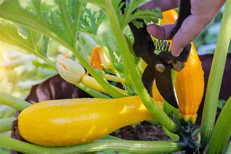 When And How To Harvest Zucchini Gardeners Path