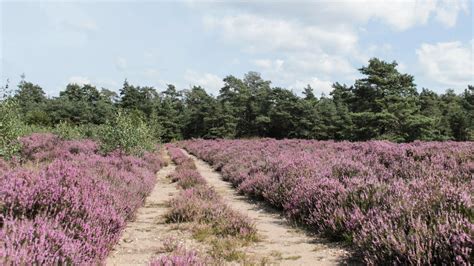 Dit zijn de mooiste fietsroutes van Nederland De Hippe Vegetariër