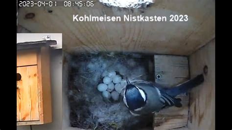 Live Kohlmeise Br Tet Im Nistkasten Zehn Eier Im Nest