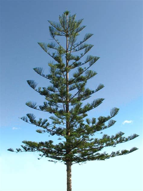 Norfolk Pine Tree stock photo. Image of australia, picturesque - 19549856