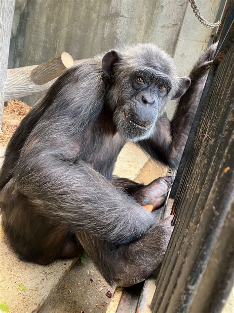 周南市徳山動物園公式 On Twitter チンパンジーのキンコが引越します！ 令和5年3月14日（火）に、福岡市動物園へチンパンジー