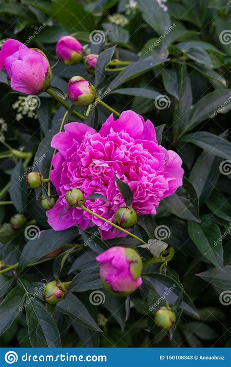 Luxurious Flowers Of Pink Peony In The Midst Of Green Leaves Stock