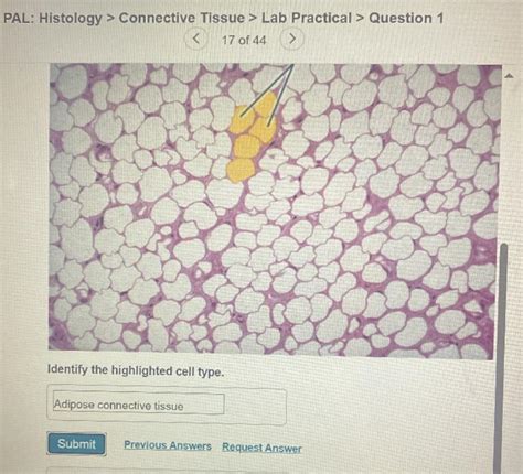 Solved Pal Histology Connective Tissue Lab Practical Chegg