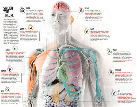 چطور بفهمیم اندامهای داخلی ما در حال پیر شدن است