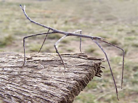 Insecto Palo Características Alimentación Reproducción Y Más