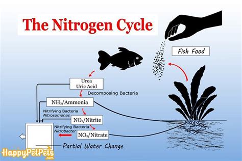 Best Guideline How To Reduce Ammonia In Fish Tank