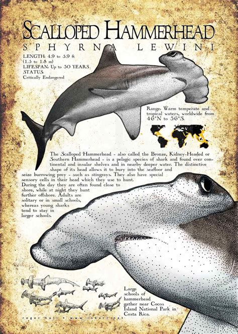 Scalloped Hammerhead Shark Poster Print Infographic