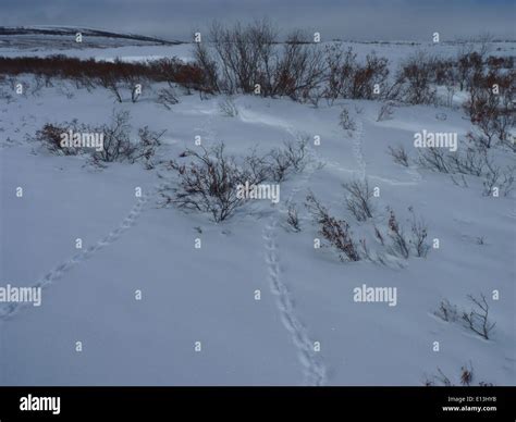 Weasel tracks Stock Photo - Alamy