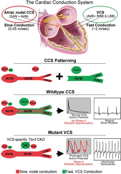 Transcriptional Patterning Of The Ventricular Cardiac Conduction System Circulation Research