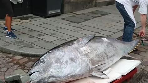 VIDÉO Un thon rouge de 248 kg pêché à Brest un record en Bretagne