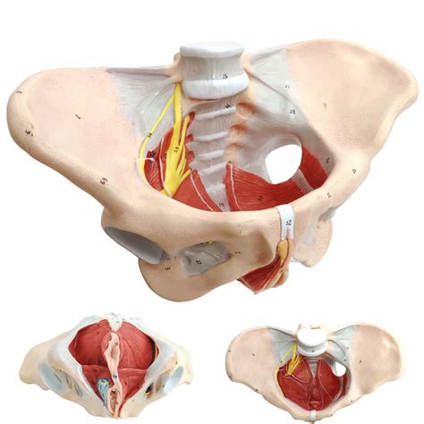 Buy Benilev Female Pelvis Model with Pelvic Floor Muscles Perineal Model All in One Female ...