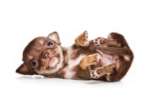 Best Chihuahua Puppy Names