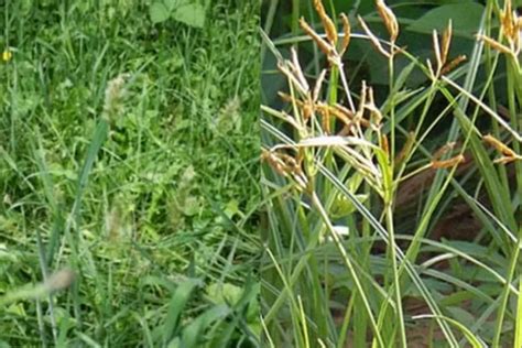 Cara Basmi Rumput Liar Ampuh Nggak Bikin Gulma Tumbuh Lagi Di Taman