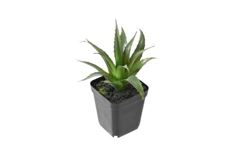 Plante Artificielle Succulente Agave H Cm Vert Espace Latour