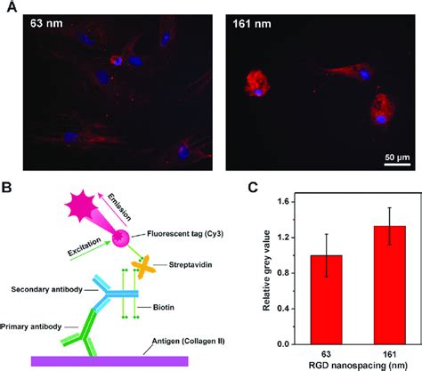 Collagen Ii Expression Of Mscs After Ten Day Chondrogenic Culture A Download Scientific