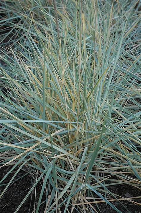 Blue Dune Lyme Grass Leymus Arenarius Blue Dune In Winnipeg