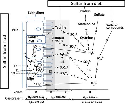 Model Depicting Production Of H2s From Major Substrates In The Healthy