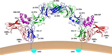 Crystal Structure Of The Gm Csf Receptor Ternary Complex Cartoon