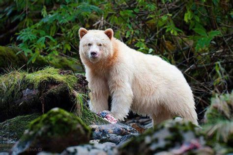 Urso Fantasma O Urso Mais Raro Do Mundo MDig