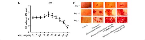 Effect Of Am On Osteoblasts In Vitro A Cck Assay Of