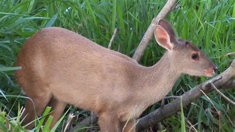 Mato Grosso Do Sul Animais - FDPLEARN