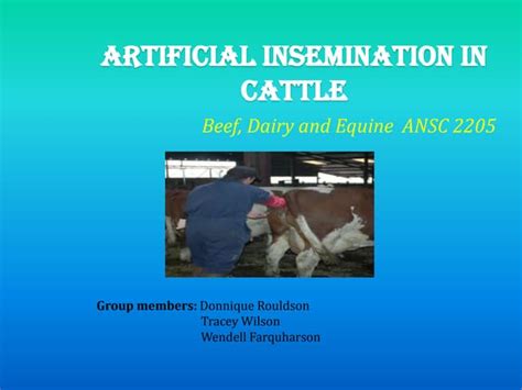 Advantage And Restrictions Of Artificial Insemination Ai In Sheep A…