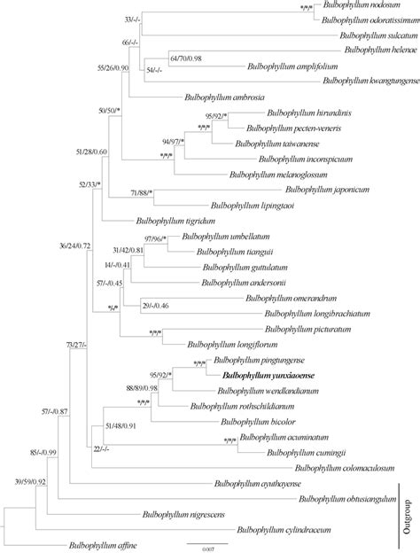 Phylogenetic Tree Obtained By Maximum Likelihood Analysis Of The