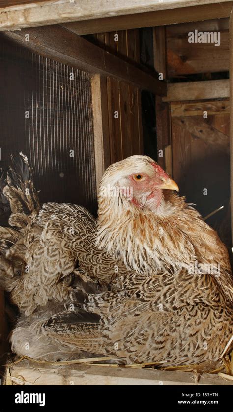 Brahma Chicken On Nest Gallus Gallus Domesticus Stock Photo Alamy