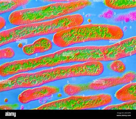 False Colour Transmission Electron Micrograph TEM Of Elizabethkingia