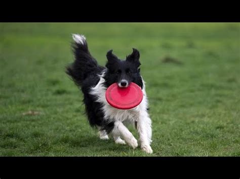 Les Chiens Comprennent Quand On Leur Parle Selon Une Tude Youtube