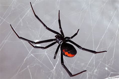 Northern Black Widow Spider Bite