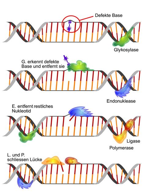 Simplyscience Sch Den In Der Dna Was Nun