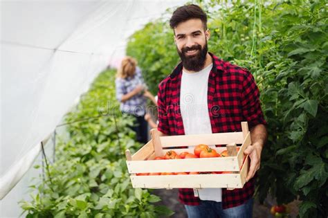 Familia Que Crece Verduras Frescas Org Nicas En La Granja Foto De