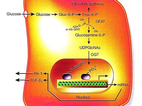 The Pathobiology Of Diabetic Complications Diabetes American Diabetes Association