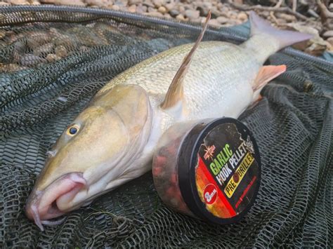 Five Awesome Dynamite Barbel Hookbaits Dynamite Baits