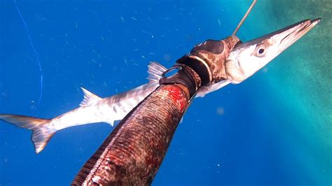 Bicuda En M Pescando A La Espera En Tenerife Ernesto Pescasub Youtube