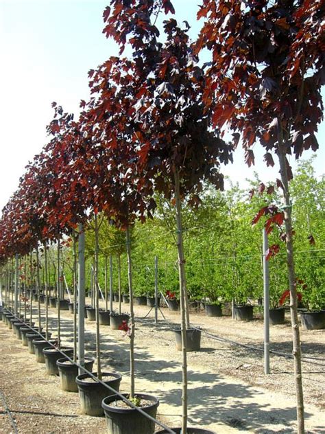 Acer Platanoides Crimson King Pepiniere Bourgogne