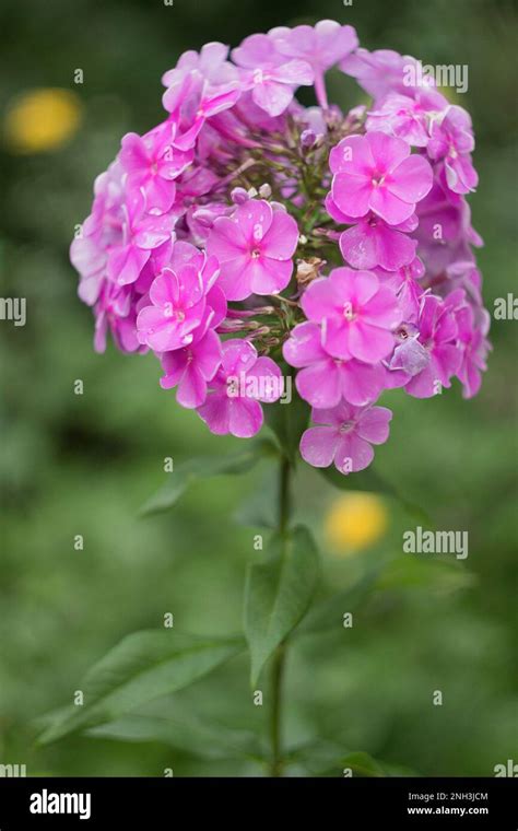 Purple phlox flowers in a garden Stock Photo - Alamy