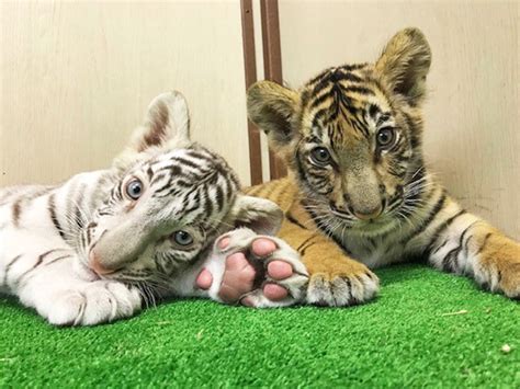 ベンガルトラの赤ちゃんも誕生！ 「自由すぎる動物園」を始めたきっかけ ニッポン放送 News Online