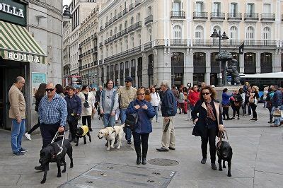 Los Perros Gu A Reivindican Sus Derechos Y Los De Sus Usuarios Ciegos