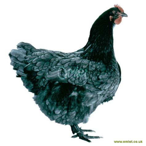 Jersey Giant Chickens | Jersey Giant For Sale | Chicken Breeds