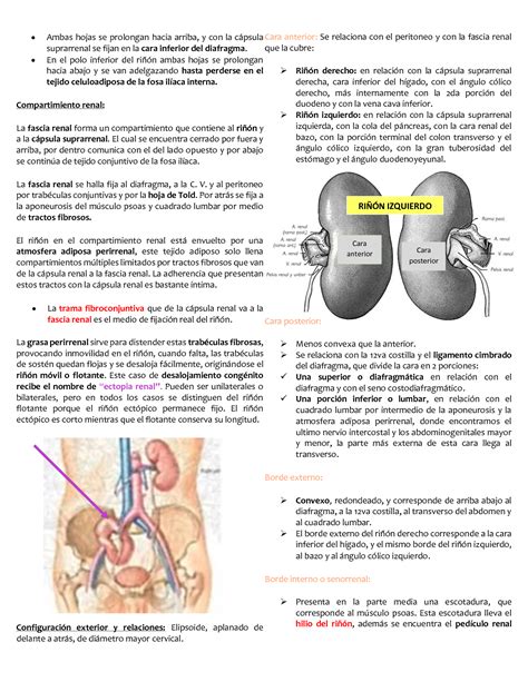 Solution Aparato Urinario Studypool