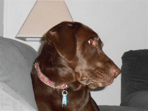 Jaydee Watching Tv Labrador Retriever Labrador Retriever