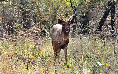 Go For Tadoba Jeep Safari To Spot Wildlife In Tadoba National Park Tadoba Jeep Safari