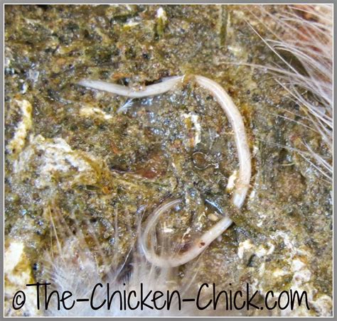 The Truth About Chickens Pumpkin Seeds And Worms The Chicken Chick®