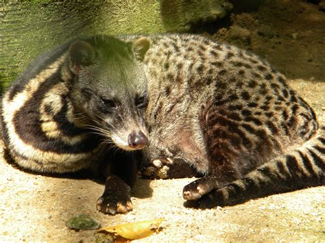 African Palm Civet Wallpapers - Wallpaper Cave