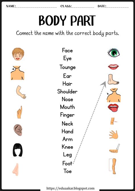 My Body Parts Worksheet Human Body Education Body Parts Learning