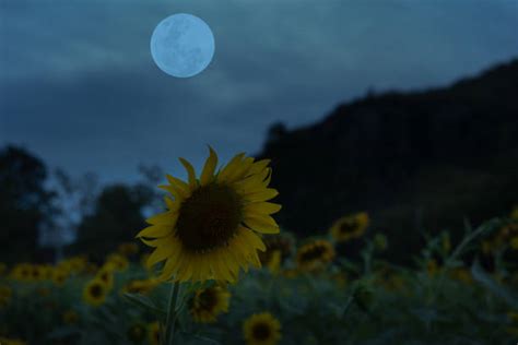 Sunflower Moon Stock Photos Pictures And Royalty Free Images Istock