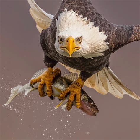 Bald Eagle Catching A Fish Hardcorenature