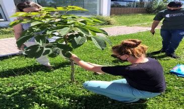 Not Cia Alunos De Engenharia Florestal Da Udesc Lages Realizam Poda